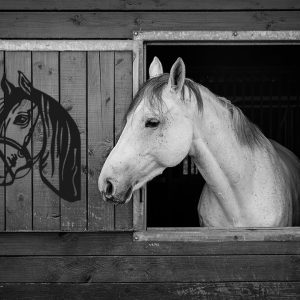 Kiekeboe Tuindecoratie Paard Jumper – zwart staal