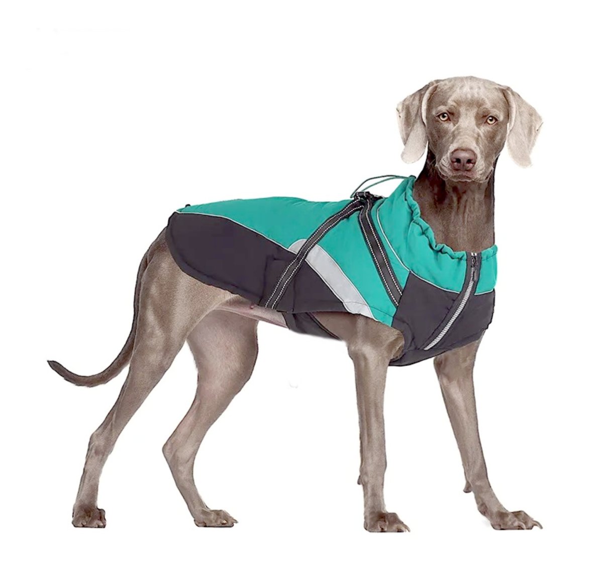 Stoere hondenjas  Groen met zwart  Gewatteerd Waterdicht Met ingebouwd tuigje – Maat L –