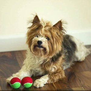 Tennisballen voor hond en kat – opschrift Merry Christmas – maat 50 en 70 mm – set van 3